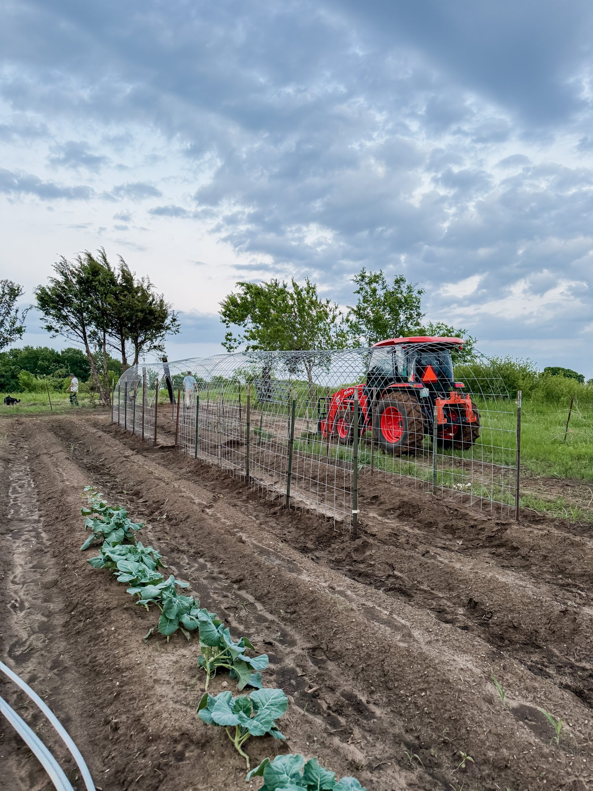 WHAT’S GROWING THIS SPRING IN THE GARDEN