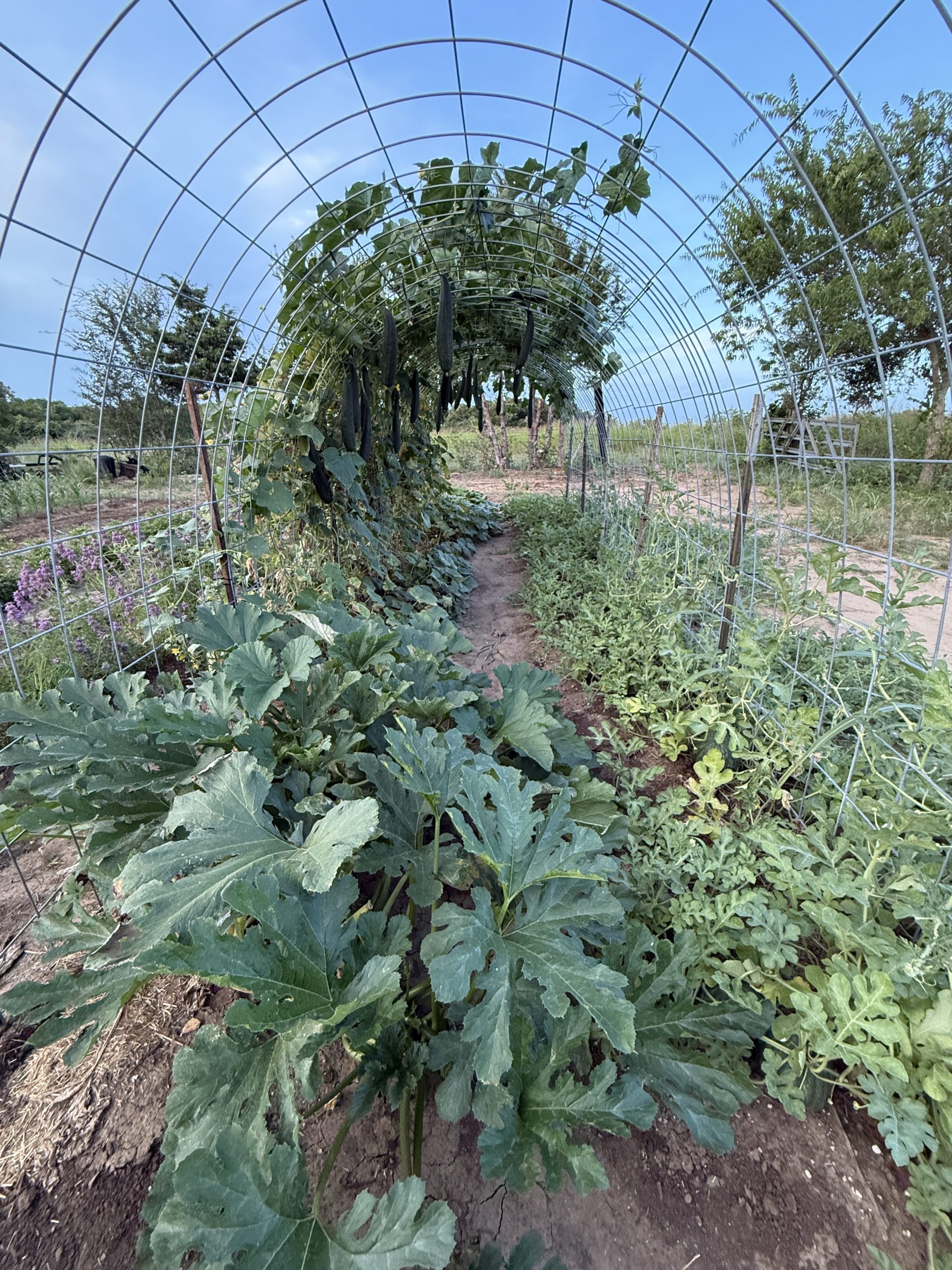 WHAT MODERN HOMESTEADING MEANS TO ME