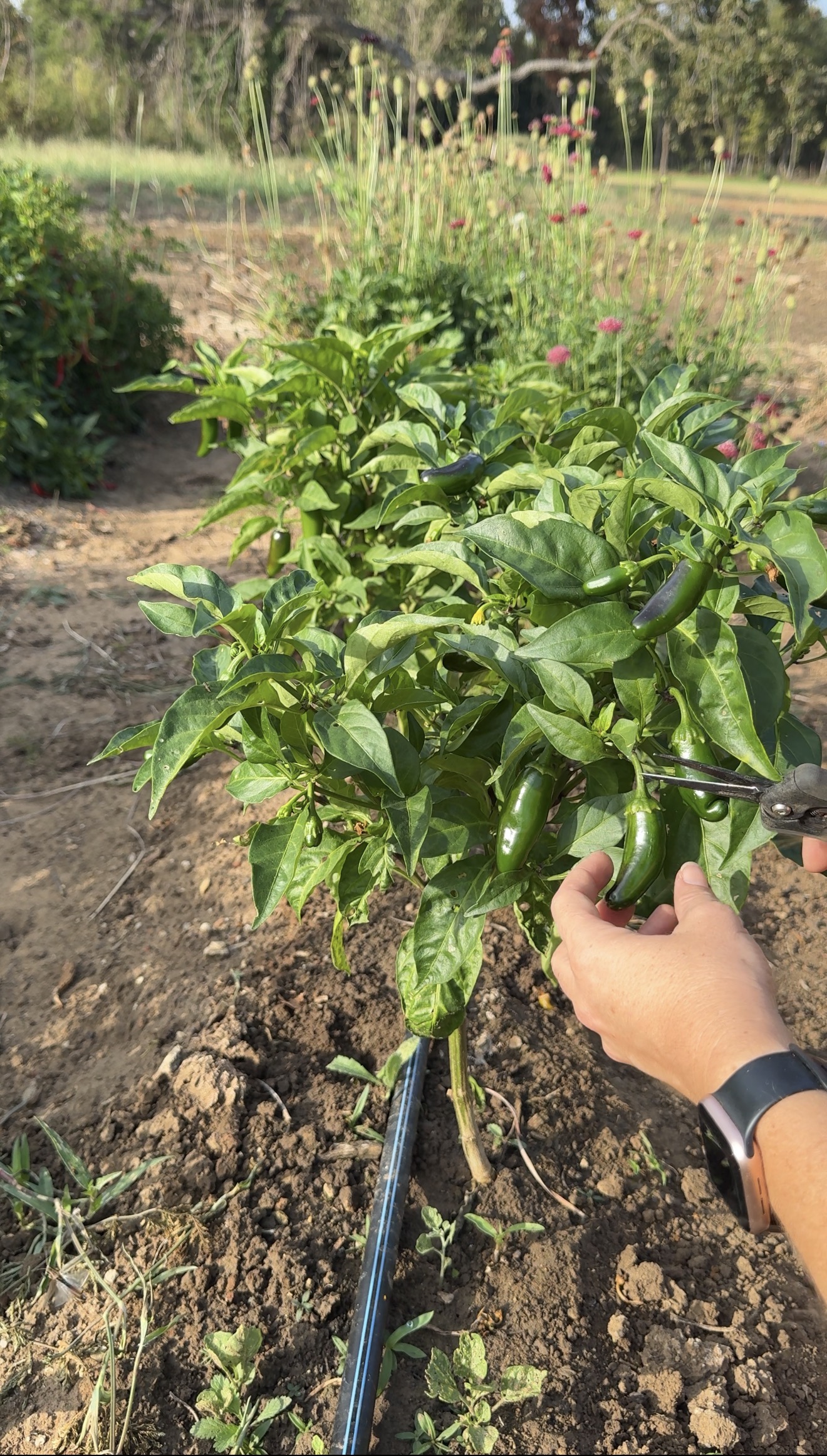 What to Know Before You Plant Peppers